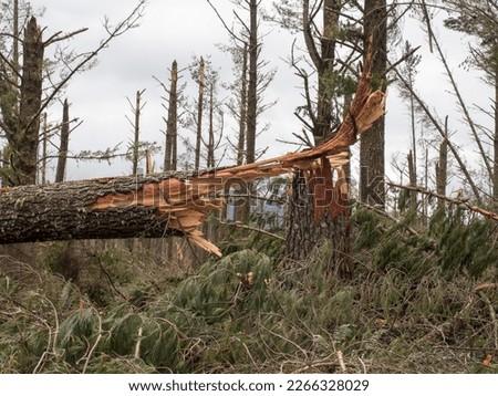 A close view of a snapped pine tree trunk in a forest after storm cyclone Gabrielle.Almost every tree has been snapped by severe high winds.Extreme weather event.Natural disaster