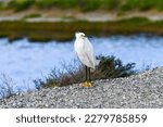 A close up view of the Snowy Egret.  The Snowy Egret is a very patient hunter. .  This bird has striking white feathers and yellow feet and beak which it uses to stab at its prey.