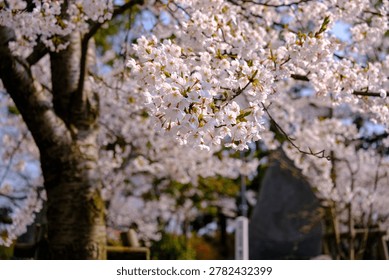 A close up view of soft cherry blossoms on a branch representing renewal and springtime growth for nature themed editorial graphic design and commercial marketing projects.