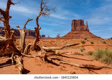 Close up view of some dead branches of a tree in Monument Valley Navajo Tribal Park with in the background the very distinct sandstone buttes