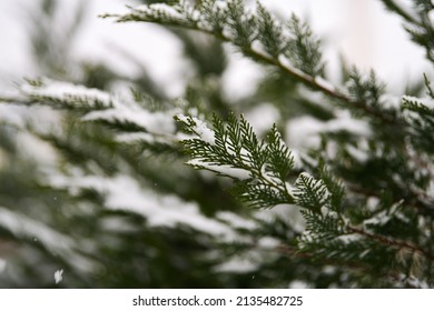 Close up view some leylandii trees during a snowfall in the winter