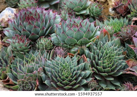 Close up view of some sempervivum plants in different sizes, Austria