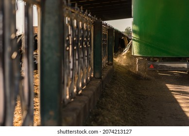 Close Up View Of A Special Truck Pouring Feed For Cows In A Cowshed At A Dairy Farm. Dairy Farm Livestock Industry. Animals Concept.