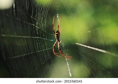 CLose up view of spider on the web with blurred background. Macro photography.