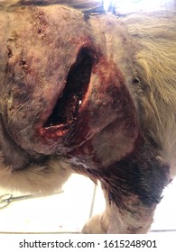 A close up view of a stab wound on a dogs front upper leg that is receiving treatment at a animal hospital