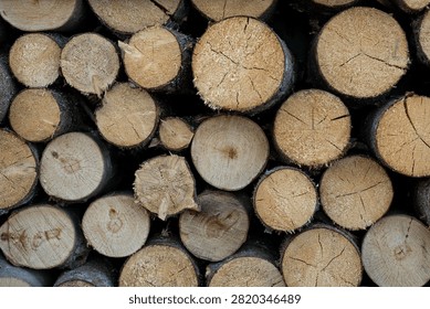 Close up view of stacked cut tree logs showing natural wood grain, growth rings and bark texture.