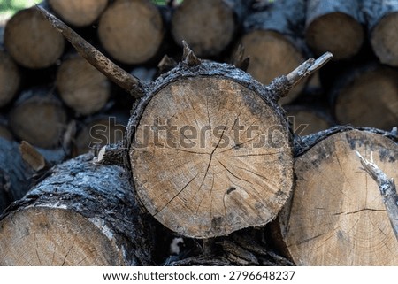 Close up view of stacked cut tree trunks with rough bark, visible growth rings, cracked end grain, and a natural woodland background in soft daylight