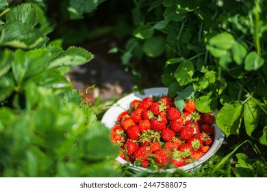 Close up view of strawberry harvest lying on green grass in garden. The concept of healthy food, vitamins, agriculture, market, strawberry sale. - Powered by Shutterstock
