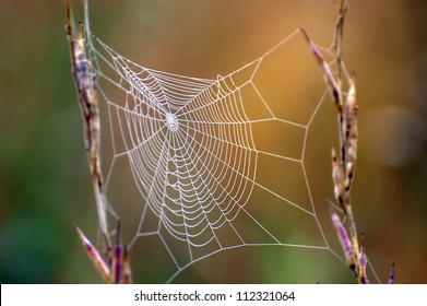 Close up view of the strings of a spiders web