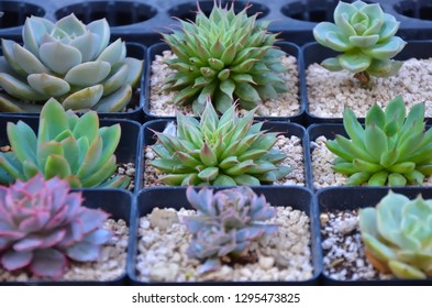 close up view of succulent.