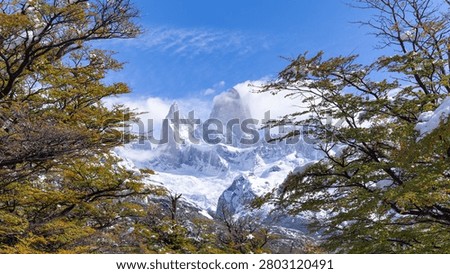 a close view of the summit of monte fitz roy framed by the branches of southern beech trees in los glaciares national park of patagonian, argentina