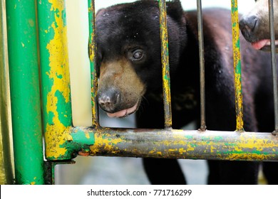 Close Up View Sun Bear On The Cage In The Zoo