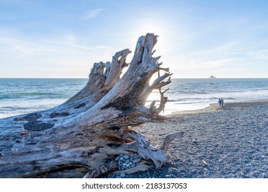 Close Up View Of Sunset Backlit Driftwood Root Structure On Rialto Beach During On Coastal Stretch Of Olympic National Park, WA, USA With Two People Standing On Beach To Swim