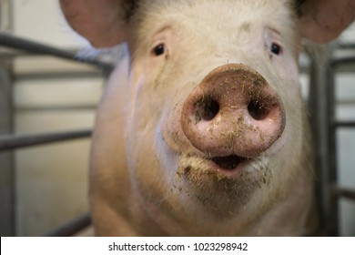 Close Up View Of A Swine Snout In A Pigpen In Farrow Section.