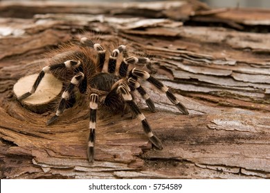 108 Brazilian White Knee Tarantula Images, Stock Photos & Vectors ...