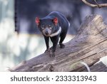 Close up view of Tasmania devil 