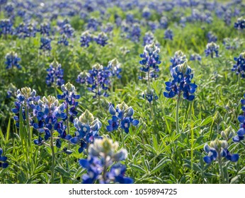 Close Up View Of Texas Bluebonnet With The Clear Silluette