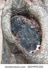 Close Up View of Textured Tree Bark