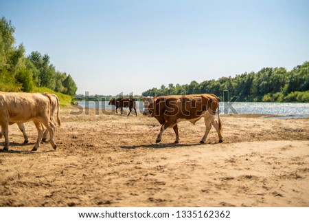 close up view of thirsty orange cow on sandy river beach