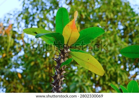 Close up view of a thorned crown of thorns plant showing a colorful red and yellow gradient leaf. This detailed macro and nature photography captures sharp spines along a thick stem surrounded by fresh green foliage against a blurred tree bokeh background, making it ideal for plant nurseries, botanical blogs, and organic texture templates.