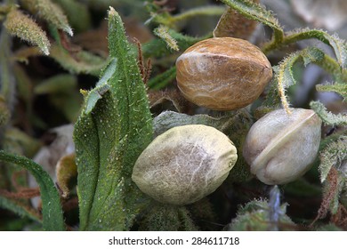 Close view of three hemp seeds on  dried cannabis leaves