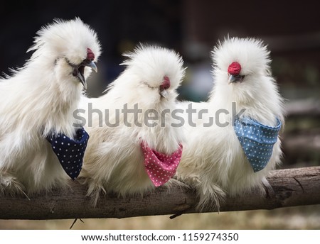 Close up view of three white fluffy feather American Silkie Chicken roosters clinging on timber in henhouse have different action in different wearing color