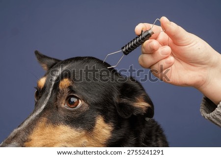 Close view of a tick remover tool near a dogs fur while a person prepares to remove a parasite. Concept of pet healthcare, parasite control, veterinary hygiene, and prevention of tick borne diseases.