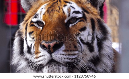 Close up view of tiger head. 