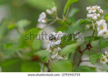 Close view of tiny blossoms. Intricate macro imagery of petite floral details. An intimate macro perspective revealing fragile white flowers and minute insect hints
