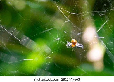 Close up view of a tiny brown spider wrapping and eating its prey on a cobweb with a bright blurred green nature background