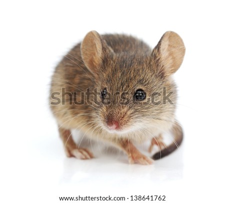 Close view of a tiny house mouse (Mus musculus)