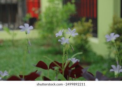 close up view of tiny purple flower with a blur green garden background