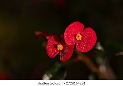 Close up view of tiny red flower with early morning water droplets. Thornless Crown of Christ. 