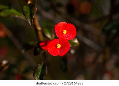 Close up view of tiny red flower with early morning water droplets. Thornless Crown of Christ. 