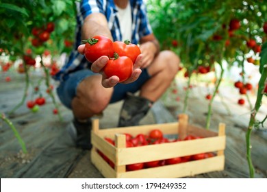 Close up view of tomato vegetable. Shot of an unrecognizable farmer holding tomatoes in his hand while standing in organic food farm.