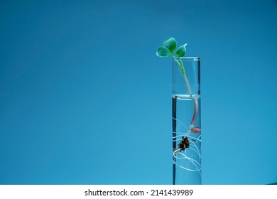 Close Up View Of Transparent Glass Test Tube With Liquid And Micro Green Inside. Isolated On Background. Growing Microgreens In The Laboratory. Growing Healthy Food Concept.