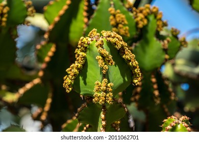 Close view of Transvaal candelabra tree, or bushveld candelabra euphorbia - Euphorbia cooperi