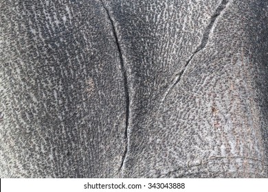 Close up view of tree bark