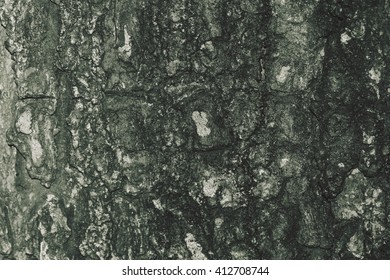 Close up view of tree bark