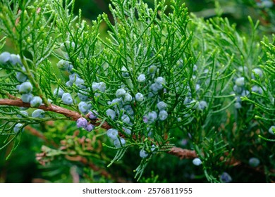 A close up view of a tree branch featuring blue berries on it
