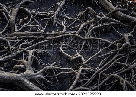 close up view of tree roots