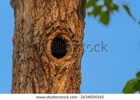 A close view of a tree trunk reveals a hollow opening, likely a nesting site for birds. Rich textures of the bark contrast against a clear sky during a peaceful evening.