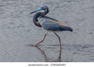 Close up view of a tri colored heron