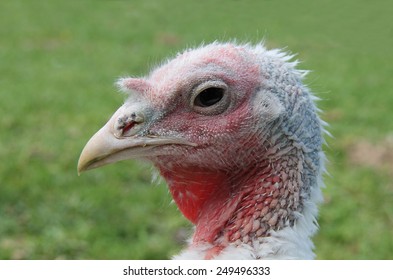 A Close Up View Of A Turkey Bird Head.