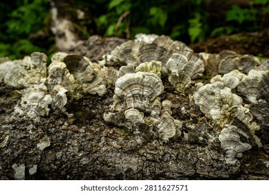 Close view of Turkey Tail bracket fungi (Trametes versicolor) growing on fallen tree trunk in Himalayan forest of Uttarakhand, India