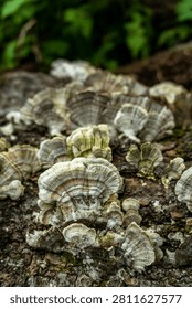 Close view of Turkey Tail bracket fungi (Trametes versicolor) growing on fallen tree trunk in Himalayan forest of Uttarakhand, India