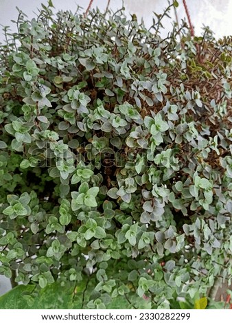 Close up view of turtle vine plant 