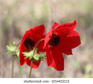 Close up view of two beautiful red wild Anemones bending with the wind. Shokeda Forest, South West Israel