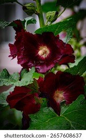 Close up view of two dark red hollyhock flowers with water droplets, lush green foliage in the background. Soft natural light illuminates the petals
