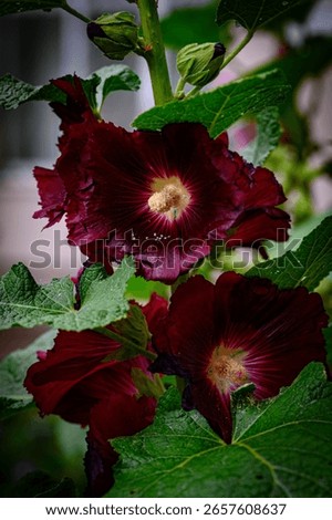 Close up view of two dark red hollyhock flowers with water droplets, lush green foliage in the background. Soft natural light illuminates the petals